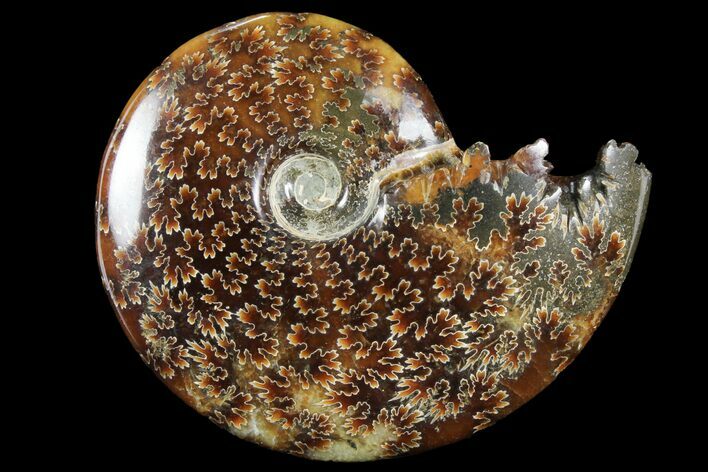 Polished, Agatized Ammonite (Cleoniceras) - Madagascar #94273